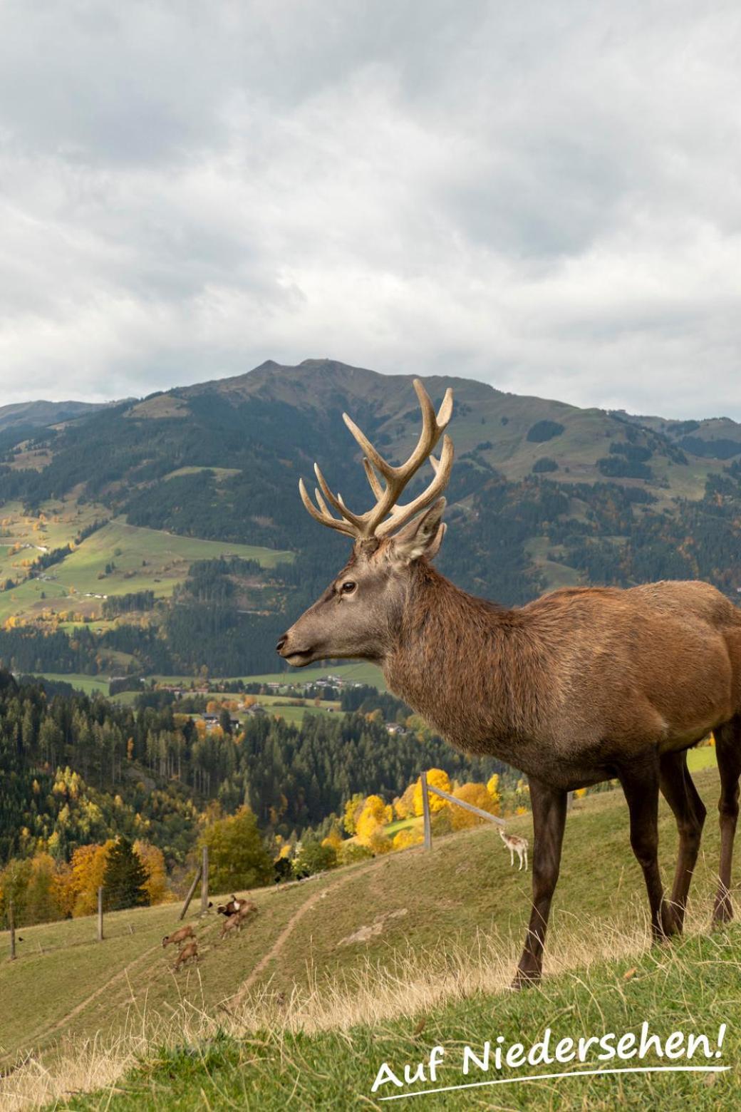 Ferienwohnung Auf Niedersehen - 8 Personen - Kitzbuehler Alpen - Hoehe Tauern Np ホラースバッハ・イム・ピンツガウ エクステリア 写真